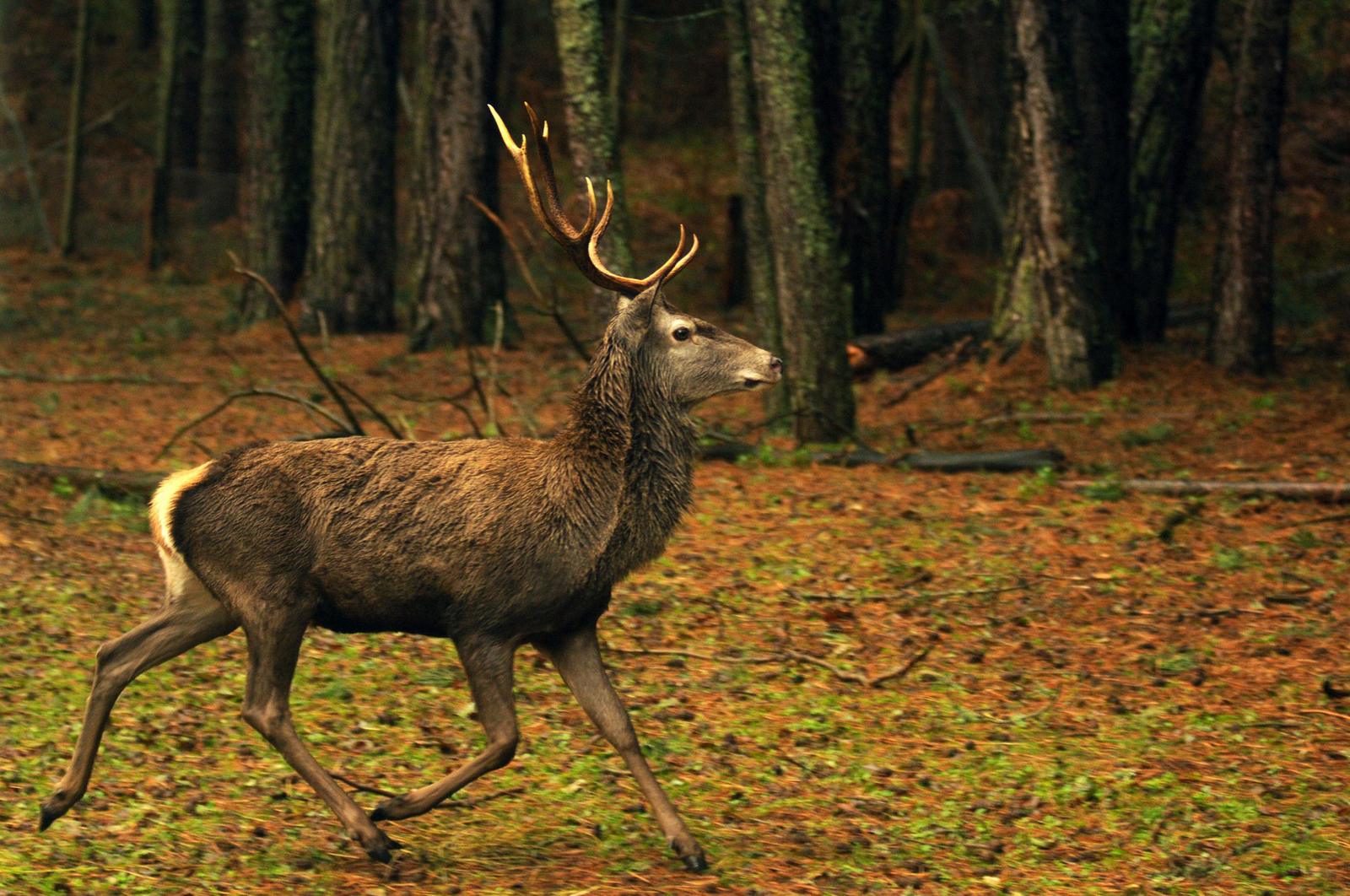 Cervo nel bosco autunnale del Parco Nazionale della Sila
